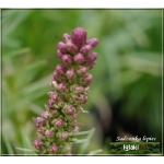 Liatris spicata Kobald - Liatra kłosowa Kobald - różowe, wys 40, kw 6/9 FOTO