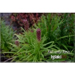 Liatris spicata Kobald - Liatra kłosowa Kobald - różowe, wys 40, kw 6/9 C0,5