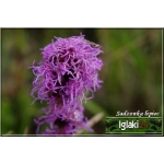Liatris spicata - Liatra kłosowa - fioletowo-niebieski, wys 70, kw 7/9 FOTO