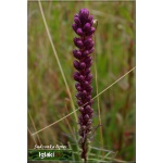 Liatris spicata - Liatra kłosowa - fioletowo-niebieski, wys 70, kw 7/9 FOTO