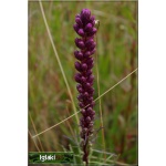 Liatris spicata - Liatra kłosowa - fioletowo-niebieski, wys 70, kw 7/9 C0,5