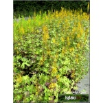Ligularia Przewalskii - Języczka Przewalskiego - żółty, wys 150, kw 6/8 C2