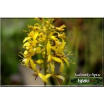 Ligularia Przewalskii - Języczka Przewalskiego - żółty, wys 150, kw 6/8 C0,5