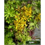 Ligularia Przewalskii - Języczka Przewalskiego - żółty, wys 150, kw 6/8 FOTO
