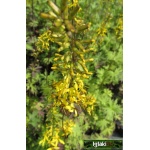 Ligularia Przewalskii - Języczka Przewalskiego - żółty, wys 150, kw 6/8 FOTO