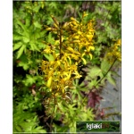 Ligularia Przewalskii - Języczka Przewalskiego - żółty, wys 150, kw 6/8 C0,5
