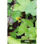 Ligularia sibirica - Języczka syberyjska - żółte, wys. 140, kw 7/8 FOTO zzzz