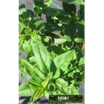 Ligustrum vulgare Atrovirens - Ligustr pospolity Atrovirens C0,5 40-60cm 