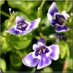 Lindernia grandiflora - Lindernia grandiflora - biało-niebieski, wys. 10, kw. 5/9 FOTO