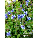 Lindernia grandiflora - Lindernia grandiflora - biało-niebieski, wys. 10, kw. 5/9 C1,5