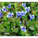 Lindernia grandiflora - Lindernia grandiflora - biało-niebieski, wys. 10, kw. 5/9 C1,5