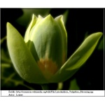 Liriodendron tulipifera - Tulipanowiec amerykański ob. 10-12 C_35 _350-400cm