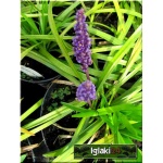 Liriope muscari Royal Purple - Ophiopogon muscari Royal Purple - Liriope szafirkowata Royal Purple - purpurowe, wys. 50, 8/10 FOTO
