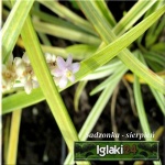 Liriope spicata Silver Dragon - Ophiopogon spicata Silver Dragon - Liriope spicata Silver Dragon - purpurowe, srebrzysto-zielone liście, wys. 40, kw. 8/10 FOTO 