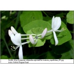 Lonicera caprifolium - Wiciokrzew przewiercień - kremowo-białe FOTO 