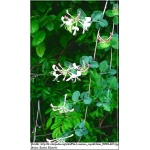 Lonicera caprifolium - Wiciokrzew przewiercień - kremowo-białe FOTO 