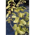 Lonicera japonica Aureoreticulata - Wiciokrzew japoński Aureoreticulata - jasnożółte FOTO
