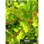 Lonicera japonica Aureoreticulata - Wiciokrzew japoński Aureoreticulata - jasnożółte FOTO