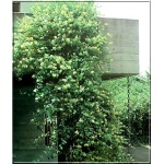 Lonicera japonica Halliana - Wiciokrzew japoński Halliana - biało-żółte FOTO