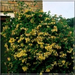 Lonicera japonica Halliana - Wiciokrzew japoński Halliana - biało-żółte FOTO