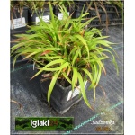 Luzula sylvatica - Kosmatka olbrzymia - zielone, wys. 80, kw. 4/5 C0,5 P