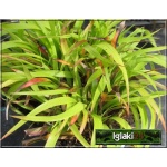 Luzula sylvatica - Kosmatka olbrzymia - zielone, wys. 80, kw. 4/5 FOTO