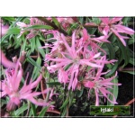 Lychnis flos-cuculi Nana - Firletka poszarpana Nana - różowe, wys. 10, kw 5/6 C0,5 P