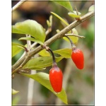 Lycium barbarum Big Lifeberry - Lycium halimifolium Big Lifeberry - Kolcowój pospolity Big Lifeberry - Jagoda Goji Big Lifeberry FOTO