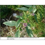 Lycium barbarum - Lycium halimifolium - Kolcowój pospolity - Jagoda Goji FOTO
