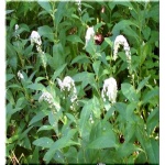 Lysimachia clethroides - Tojeść orszelinowa - Tojeść japońska - białe, wys. 90, kw. 7/9 FOTO