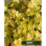 Lysimachia nummularia Aurea - Tojeść rozesłana Aurea - żółty, żółte liście, wys 10, kw 6/8 FOTO