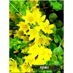 Lysimachia nummularia - Tojeść rozesłana - żółty kwiat, liść zielony, wys 10, kw 5/7 FOTO