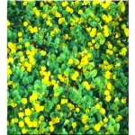 Lysimachia nummularia - Tojeść rozesłana - żółty kwiat, liść zielony, wys 10, kw 5/7 FOTO