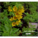 Lysimachia punctata - Tojeść kropkowana - żółty, wys 80, kw 6/8 FOTO