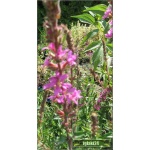 Lythrum salicaria - Krwawnica pospolita - różowe, wys. 100, kw. 7/8 C0,5