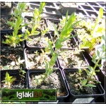 Lythrum salicaria - Krwawnica pospolita - różowe, wys. 100, kw. 7/8 C0,5