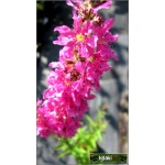 Lythrum salicaria Robert - Krwawnica pospolita Robert - różowe, wys. 90, kw. 7/9 C2