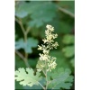 Macleaya Cordata - Bokkonia Sercowata - kwiaty małe białe, ozdobne liście, wys. 250, kw 7/8 FOTO  
