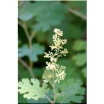 Macleaya Cordata - Bokkonia Sercowata - kwiaty małe białe, ozdobne liście, wys. 250, kw 7/8 FOTO  