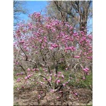 Magnolia Ann - Magnolia Ann - purpurowe, różowe C7,5 40-70cm