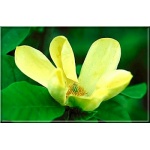 Magnolia brooklynensis Yellow Bird - Magnolia brooklińska Yellow Bird - żółte FOTO