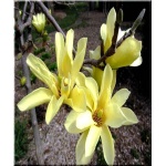 Magnolia Butterflies - Magnolia Butterflies - żółte FOTO
