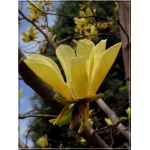Magnolia Butterflies - Magnolia Butterflies - żółte FOTO