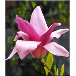 Magnolia Daybreak - Magnolia Daybreak - różowa FOTO