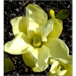 Magnolia denudata Yellow River - Magnolia naga Yellow River - jasno-żółte FOTO