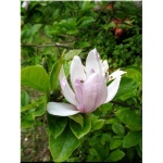 Magnolia George Henry Kern - Magnolia George Henry Kern - liliowo-różowe FOTO