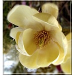 Magnolia Honey Tulip - Magnolia Honey Tulip - kremowo-żółte FOTO