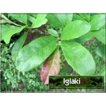 Magnolia loebneri Leonard Messel - Magnolia Loebnera Leonard Messel - różowo-białe C2 20-60cm