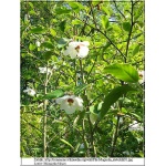 Magnolia sieboldii - Magnolia Siebolda - białe FOTO