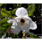 Magnolia sieboldii - Magnolia Siebolda - białe FOTO